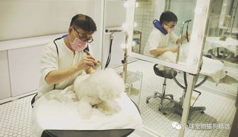 狗生璀璨,巔峰體驗,狗狗spa可不是洗個澡那么簡單